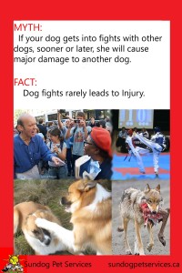 Dog Arguements